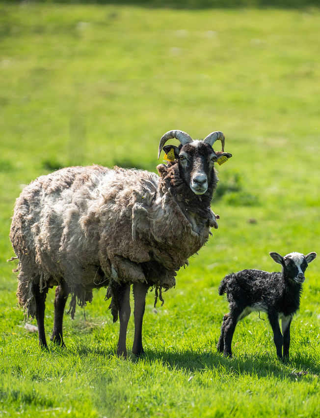 Hørup Kirke af Dronetapet.dk
